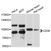 Western blot analysis of extracts of various cell lines, using CD36 antibody (abx001251) at 1:3000 dilution.