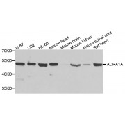Western blot analysis of extracts of various cell lines, using ADRA1A antibody (abx001252) at 1/1000 dilution.