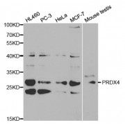 Western blot analysis of extracts of various cell lines, using PRDX4 antibody (abx001262) at 1/1000 dilution.