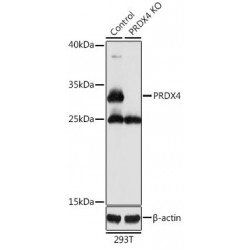 Peroxiredoxin 4 (PRDX4) Antibody