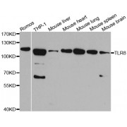 Western blot analysis of extracts of various cell lines, using TLR8 antibody (abx001263) at 1/1000 dilution.
