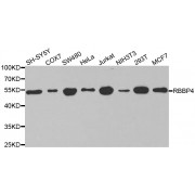 Western blot analysis of extracts of various cell lines, using RBBP4 antibody (abx001264) at 1/1000 dilution.