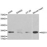 Western blot analysis of extracts of various cell lines, using NQO1 antibody (abx001279) at 1/1000 dilution.