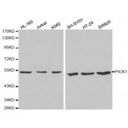 Western blot analysis of extracts of various cell lines, using PICK1 antibody (abx001280) at 1/1000 dilution.