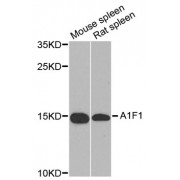 Western blot analysis of extracts of various cell lines, using AIF1 antibody (abx001285) at 1/1000 dilution.