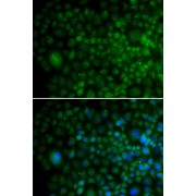 Immunofluorescence analysis of U2OS cells using ANG antibody (abx001302). Blue: DAPI for nuclear staining.