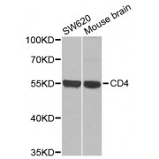 Western blot analysis of extracts of various cell lines, using CD4 antibody (abx001304) at 1/1000 dilution.