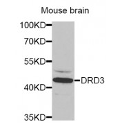 Western blot analysis of extracts of mouse brain, using DRD3 antibody (abx001308) at 1/1000 dilution.