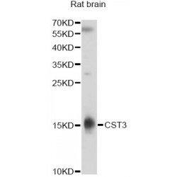 Cystatin C (CST3) Antibody