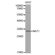 Western blot analysis of extracts of U-937 cells, using NAT1 antibody (abx001314) at 1/1000 dilution.