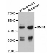 Western blot analysis of extracts of various cell lines, using BMP4 antibody (abx001316) at 1/1000 dilution.