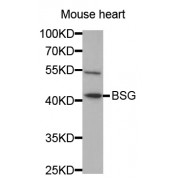 Western blot analysis of extracts of mouse heart, using BSG antibody (abx001317) at 1/1000 dilution.