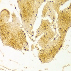 Basigin (BSG) Antibody