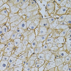 Basigin (BSG) Antibody