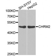 Western blot analysis of extracts of various cell lines, using CHRM2 antibody (abx001318) at 1/1000 dilution.