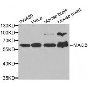 Western blot analysis of extracts of various cell lines, using MAOB antibody (abx001319) at 1/1000 dilution.