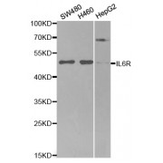 Western blot analysis of extracts of various cell lines, using IL6R antibody (abx001321) at 1/1000 dilution.