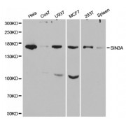 Western blot analysis of extracts of various cell lines, using SIN3A antibody (abx001328) at 1/1000 dilution.