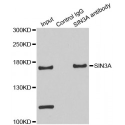 SIN3 Transcription Regulator Family Member A (SIN3A) Antibody