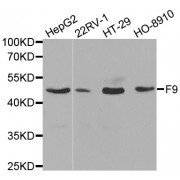 Western blot analysis of extracts of various cell lines, using F9 antibody (abx001329) at 1/1000 dilution.