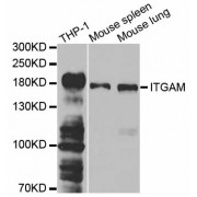 Western blot analysis of extracts of various cell lines, using ITGAM antibody (abx001331) at 1/1000 dilution.