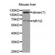 Western blot analysis of extracts of mouse liver, using NR1I2 antibody (abx001333) at 1/1000 dilution.