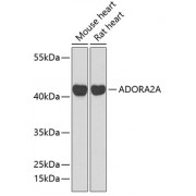 Western blot analysis of extracts of various cell lines, using ADORA2A antibody (1/1000 dilution).