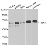 Western blot analysis of extracts of various cell lines, using PTPN1 antibody (abx001339) at 1/1000 dilution.