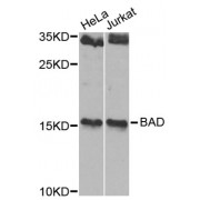 Western blot analysis of extracts of various cell lines, using BAD antibody (abx001341) at 1/1000 dilution.