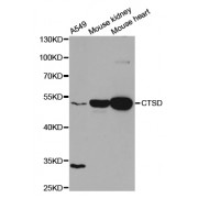 Western blot analysis of extracts of various cell lines, using CTSD antibody (abx001342) at 1/1000 dilution.