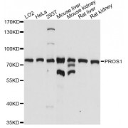 Western blot analysis of extracts of various cell lines, using PROS1 antibody (abx001343) at 1/1000 dilution.