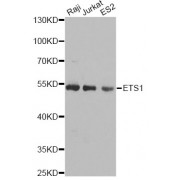 Western blot analysis of extracts of various cell lines, using ETS1 antibody (abx001344) at 1/1000 dilution.