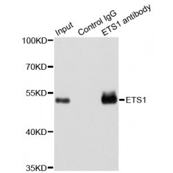 Protein C-Ets-1 (ETS1) Antibody