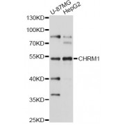 Western blot analysis of extracts of various cell lines, using CHRM1 antibody (abx001345) at 1/1000 dilution.