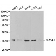 Western blot analysis of extracts of various cell lines, using ELAVL1 antibody (abx001352) at 1/1000 dilution.