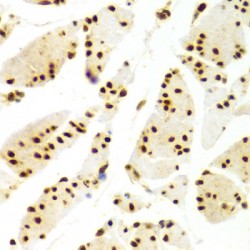 ELAV (Embryonic Lethal, Abnormal Vision, Drosophila)-Like 1 (Hu Antigen R) (ELAVL1) Antibody
