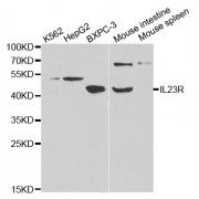 Western blot analysis of extracts of various cell lines, using IL23R antibody (abx001357) at 1/1000 dilution.