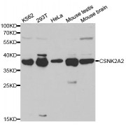 Western blot analysis of extracts of various cell lines, using CSNK2A2 antibody (abx001360) at 1/1000 dilution.