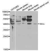 Western blot analysis of extracts of various cell lines, using SELL antibody (abx001366) at 1/1000 dilution.