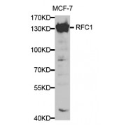 Western blot analysis of extracts of MCF-7 cells, using RFC1 antibody (abx001369) at 1/500 dilution.