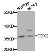 Western blot analysis of extracts of various cell lines, using CDX2 antibody (abx001372) at 1/1000 dilution.