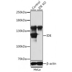 Insulin Degrading Enzyme (IDE) Antibody
