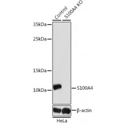 Protein S100-A4 (S100A4) Antibody