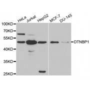 Western blot analysis of extracts of various cell lines, using DTNBP1 antibody (abx001375) at 1/1000 dilution.