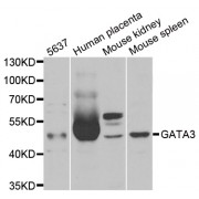 Western blot analysis of extracts of various cell lines, using GATA3 antibody (abx001380) at 1/1000 dilution.