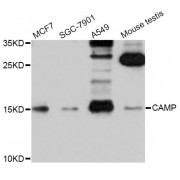 Western blot analysis of extracts of various cell lines, using CAMP Antibody (abx001382) at 1/1000 dilution.