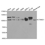 Western blot analysis of extracts of various cell lines, using CTNND1 antibody (abx001383) at 1/1000 dilution.