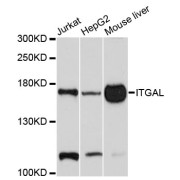 Western blot analysis of extracts of various cell lines, using ITGAL antibody (abx001384) at 1/1000 dilution.