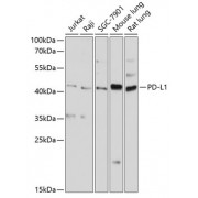 Western blot analysis of extracts of various cell lines, using PD-L1 antibody (abx001385) at 1/3000 dilution.