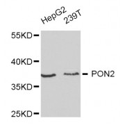 Western blot analysis of extracts of various cell lines, using PON2 antibody (abx001386) at 1/1000 dilution.